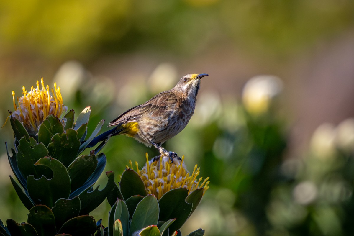 Cape Sugarbird - ML644359586