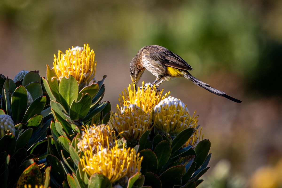 Cape Sugarbird - ML644359588