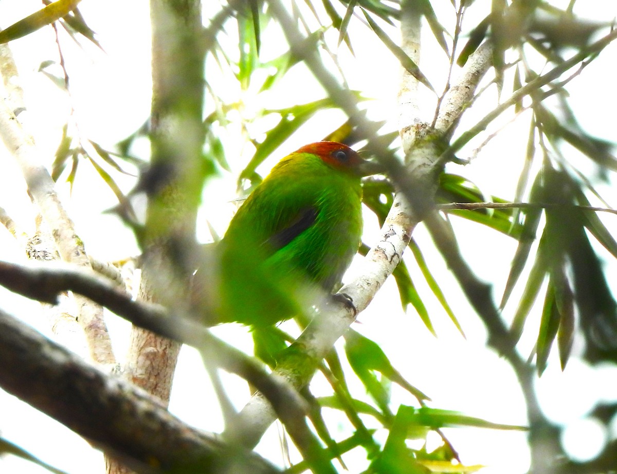 チャガシラフウキンチョウ - ML644359612