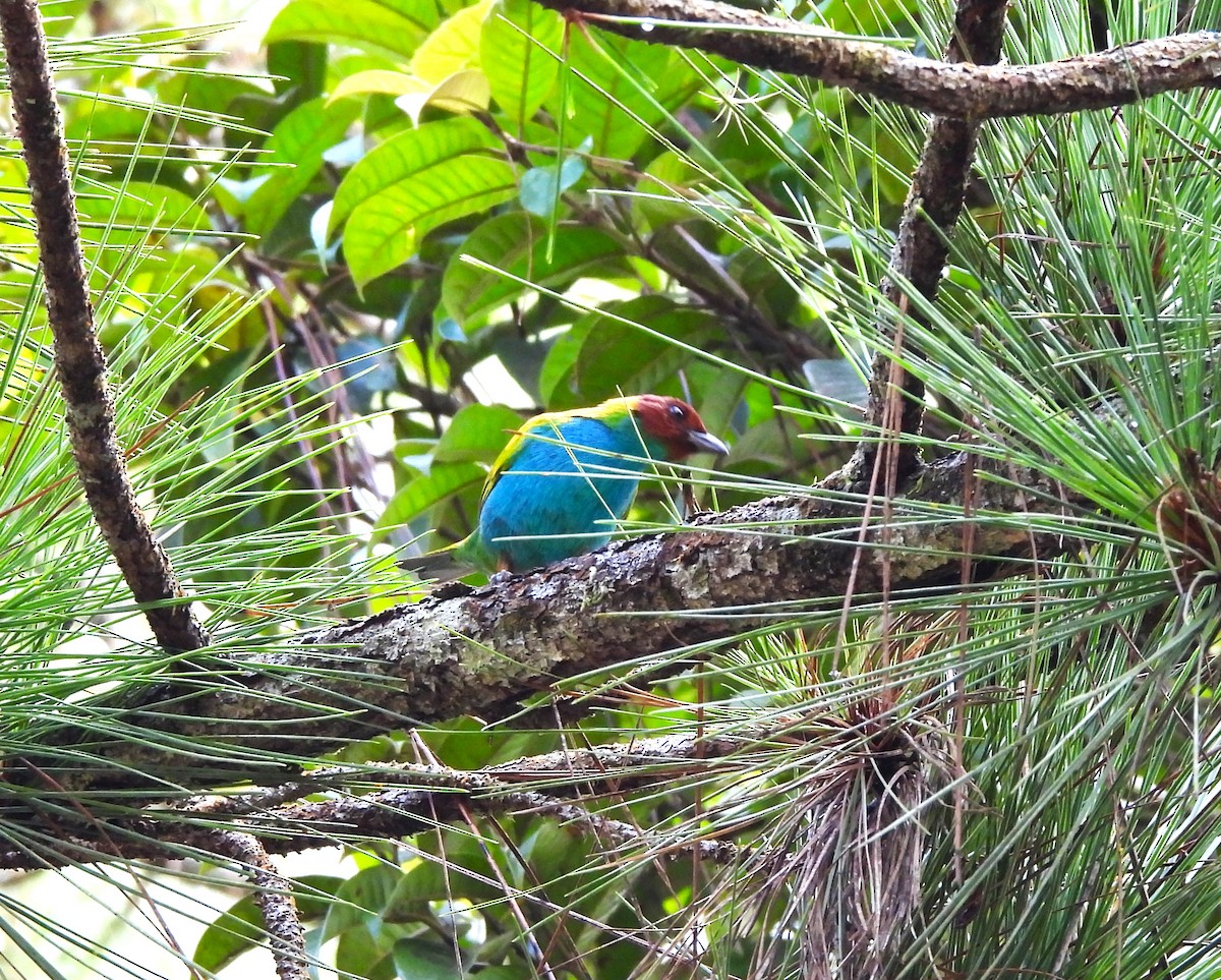 チャガシラフウキンチョウ - ML644359613