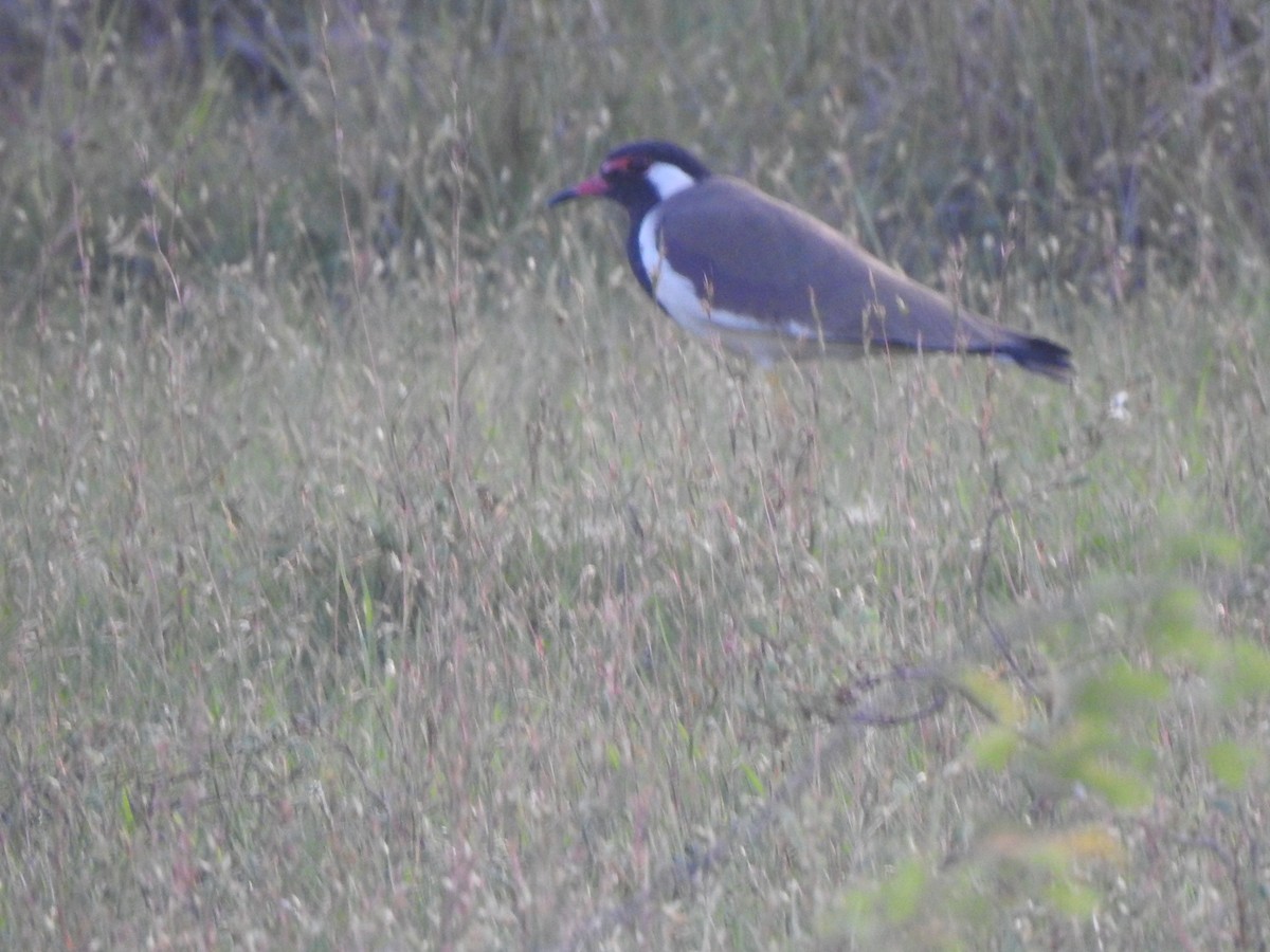 čejka černoprsá - ML644359619