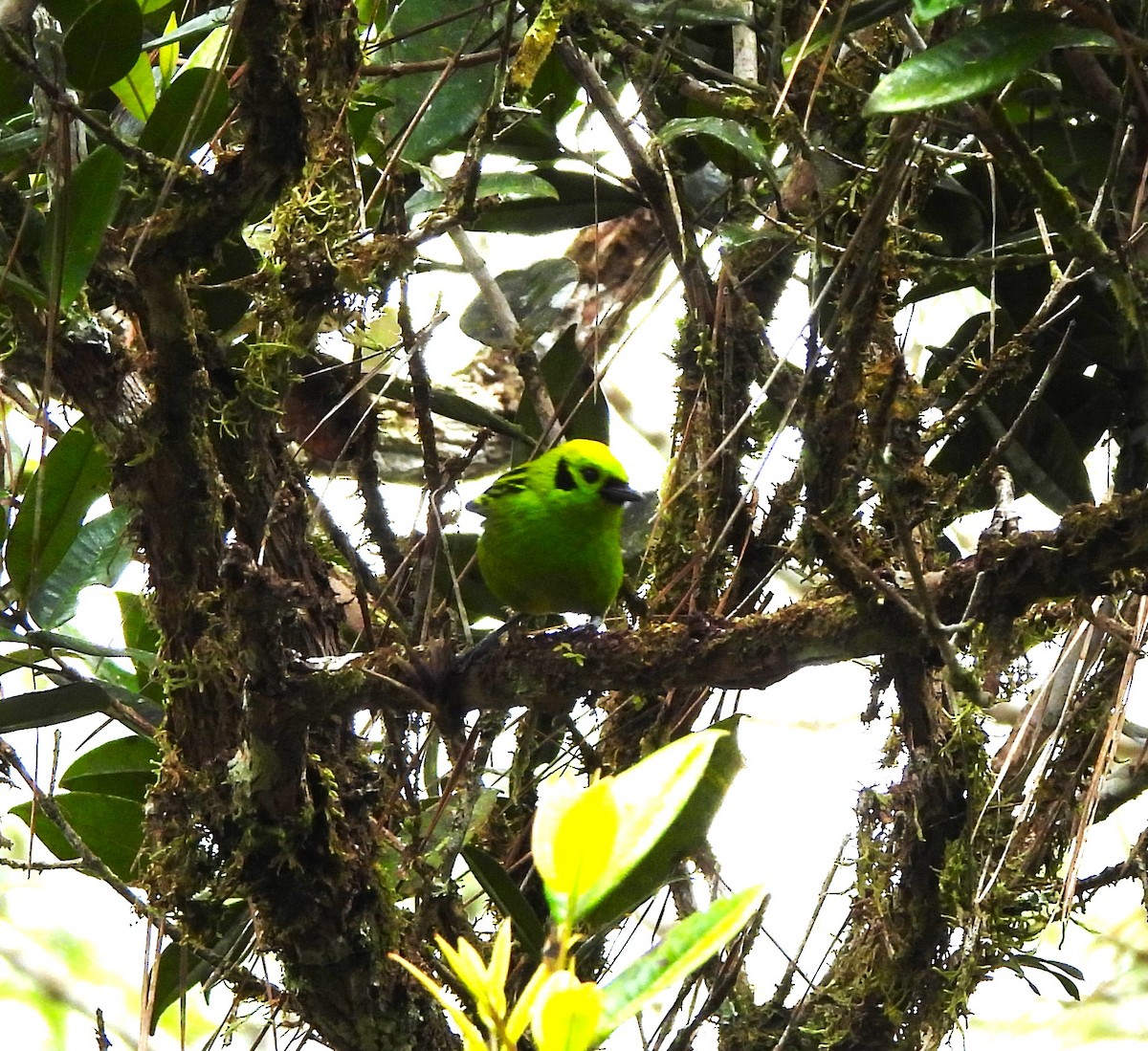 Emerald Tanager - ML644359622
