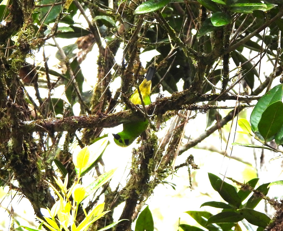 Emerald Tanager - ML644359623