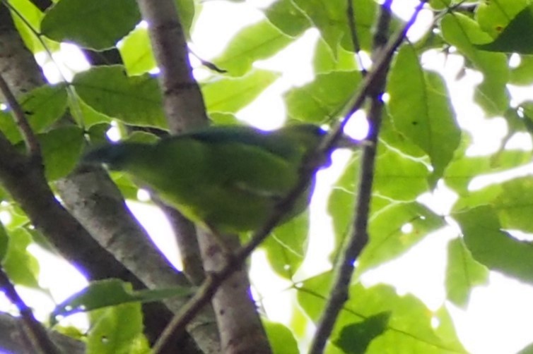 Blue-winged Leafbird - ML644359625