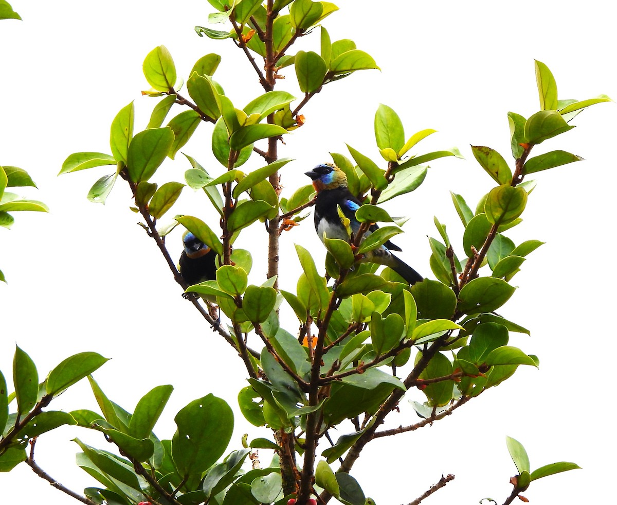 Golden-hooded Tanager - ML644359637