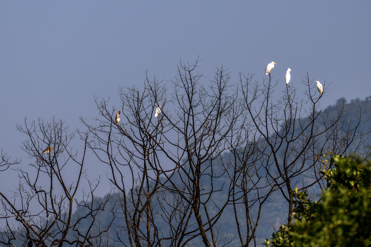 Индийская прудовая цапля - ML644359641