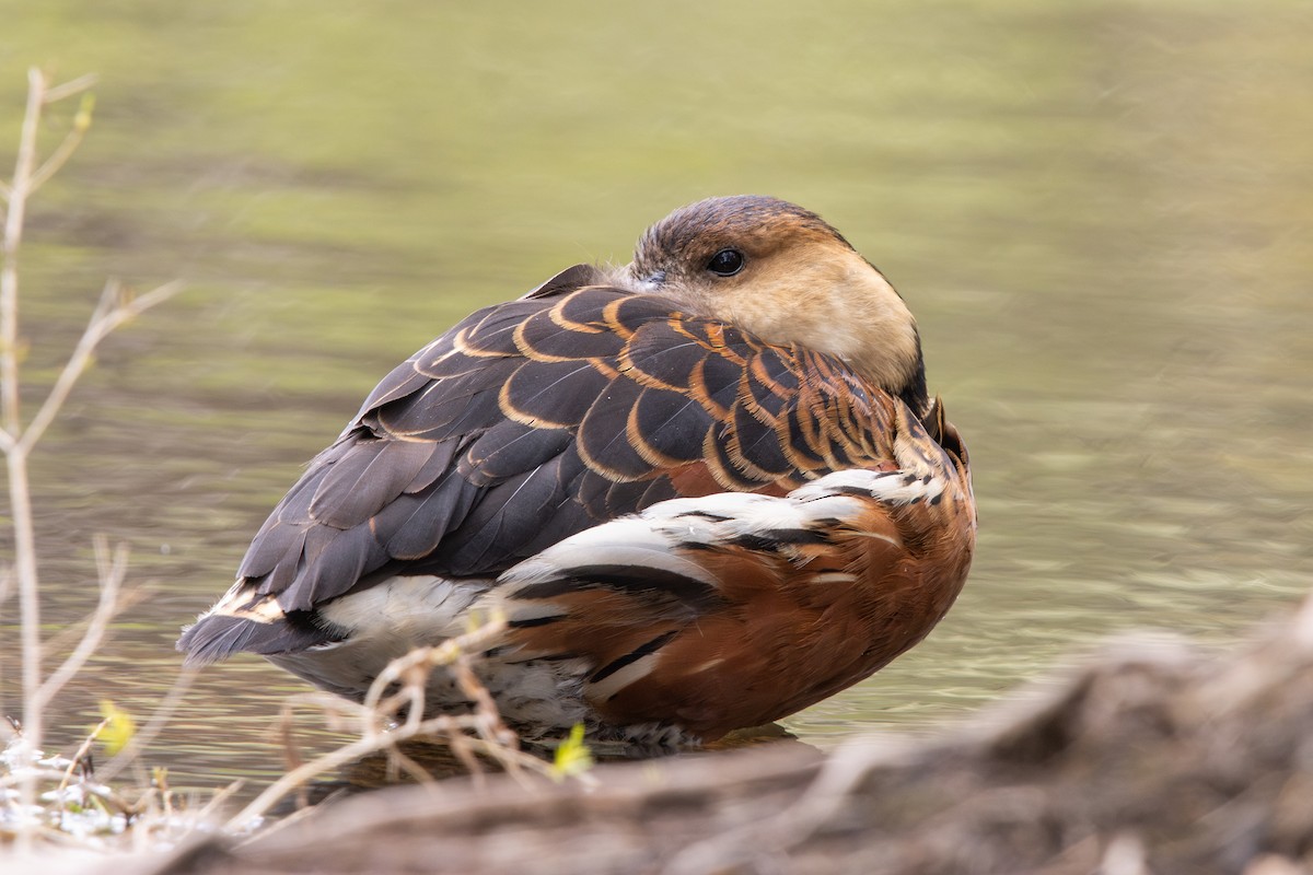 Dendrocygne à lunules - ML644359643