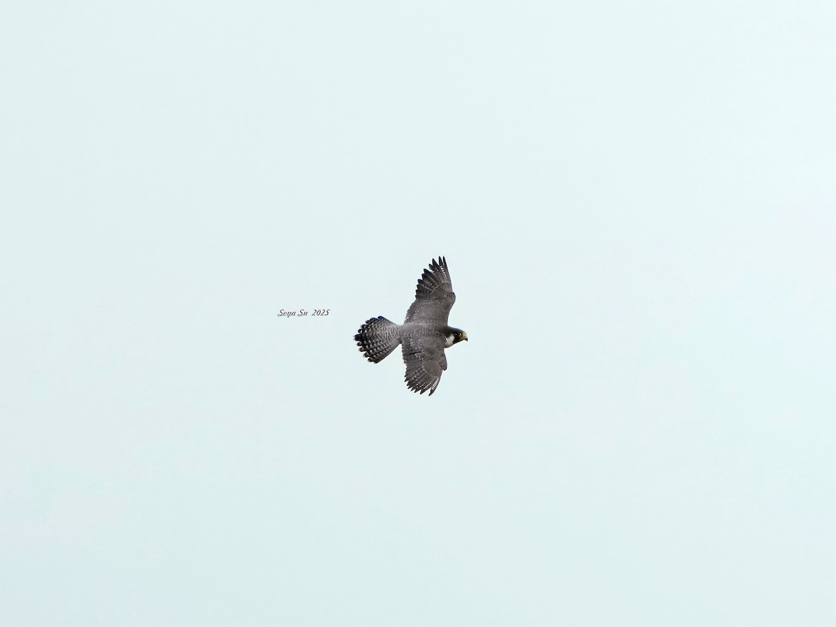 Peregrine Falcon - ML644359656