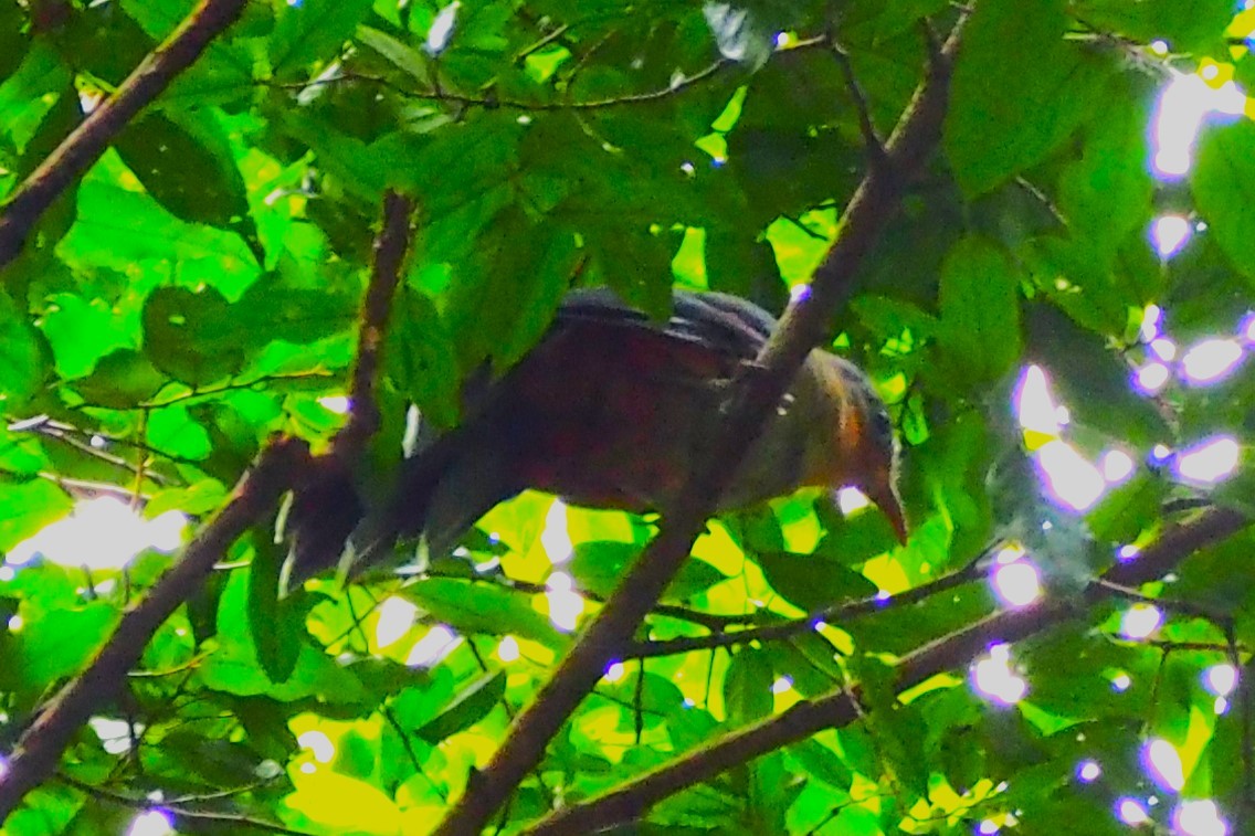 rødnebbmalkoha - ML644359665