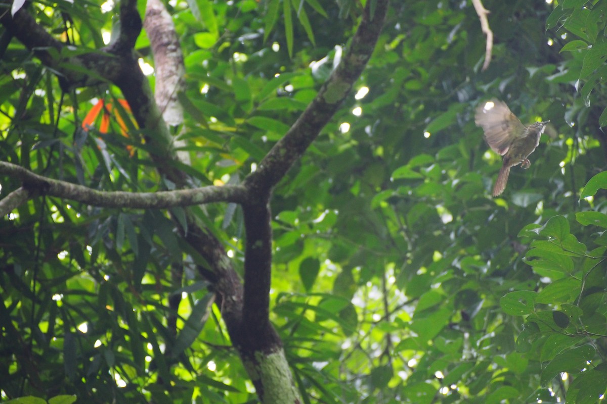 Bulbul ocré - ML644359668