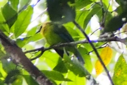 Blue-winged Leafbird - ML644359673