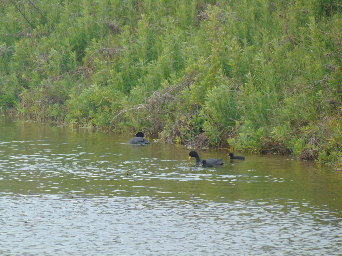 White-winged Coot - ML644359674
