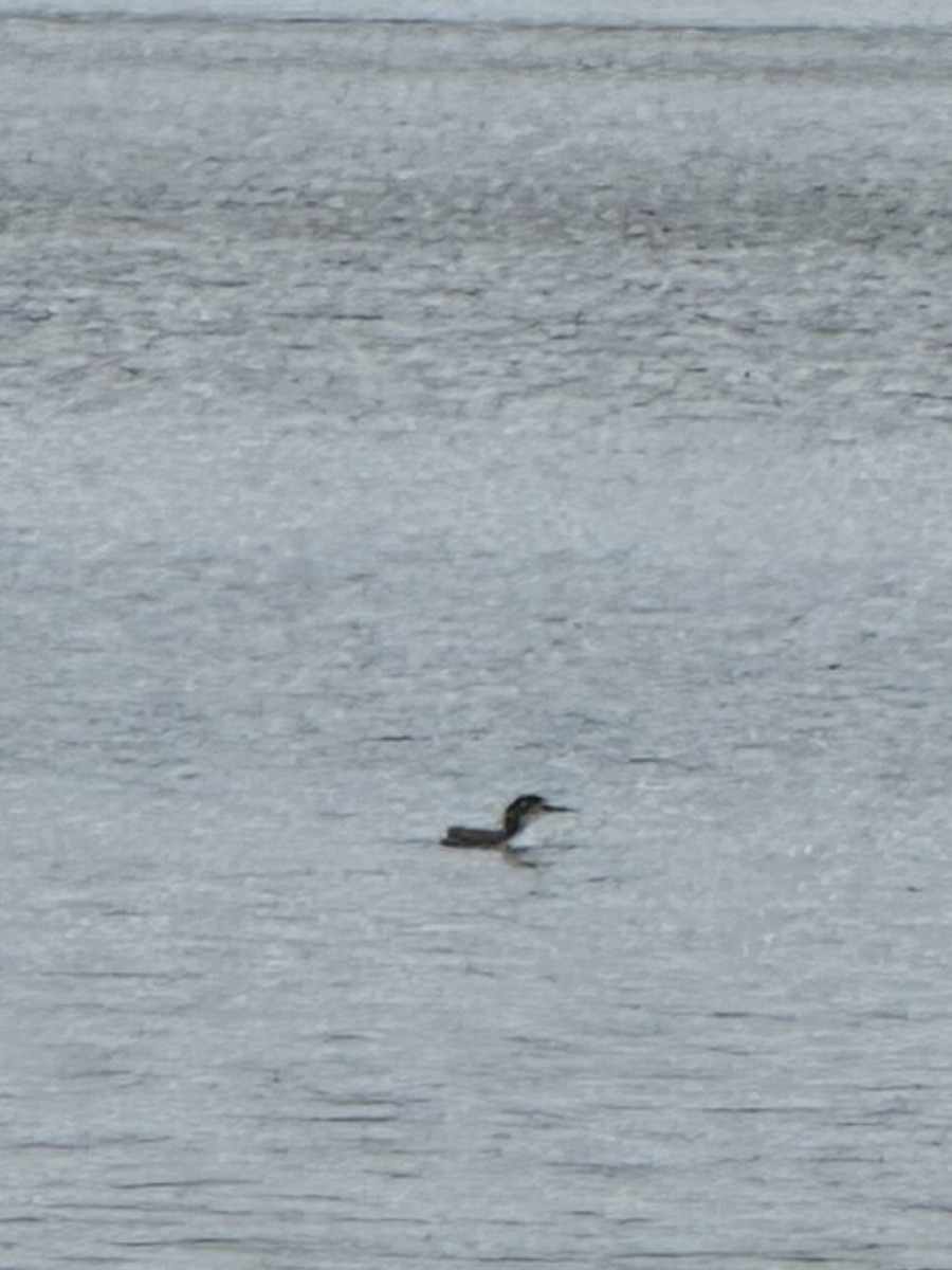 Common Loon - ML644359677