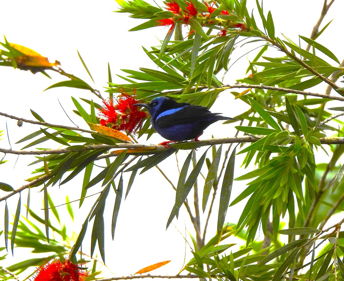 Red-legged Honeycreeper - ML644359681