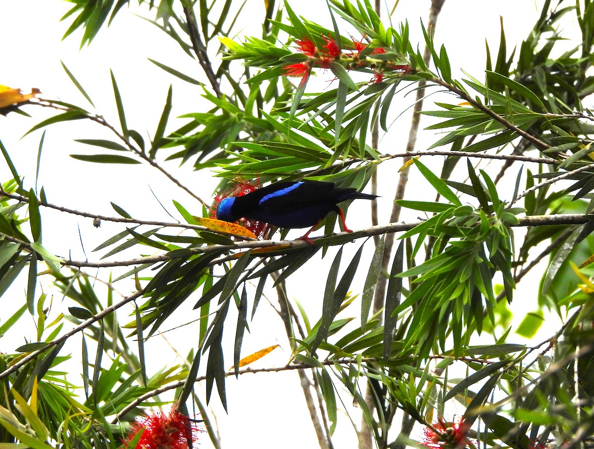 Red-legged Honeycreeper - ML644359682