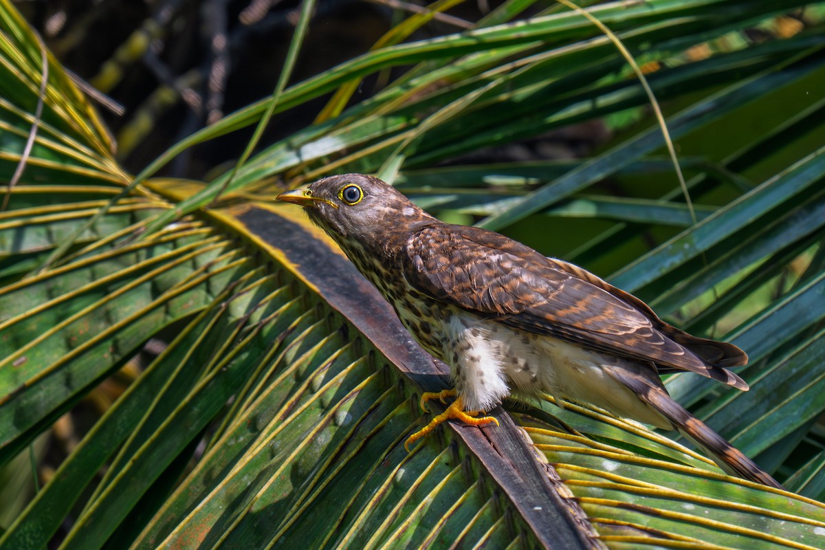 ハイタカジュウイチ - ML644359688