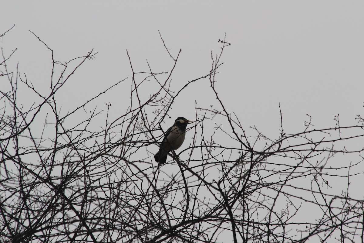 Indian Pied Starling - ML644359689