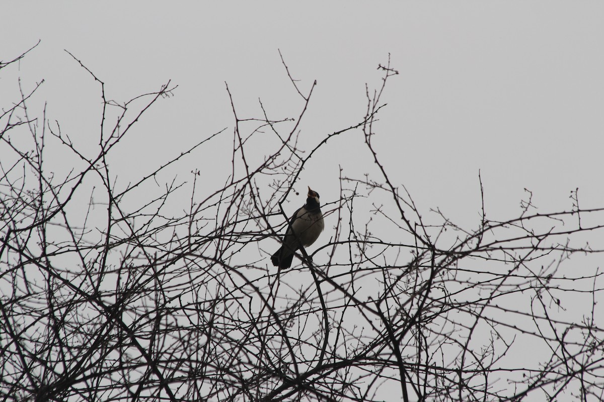 Indian Pied Starling - ML644359690