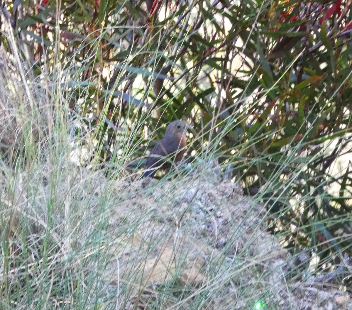 Rockwarbler - ML644359701