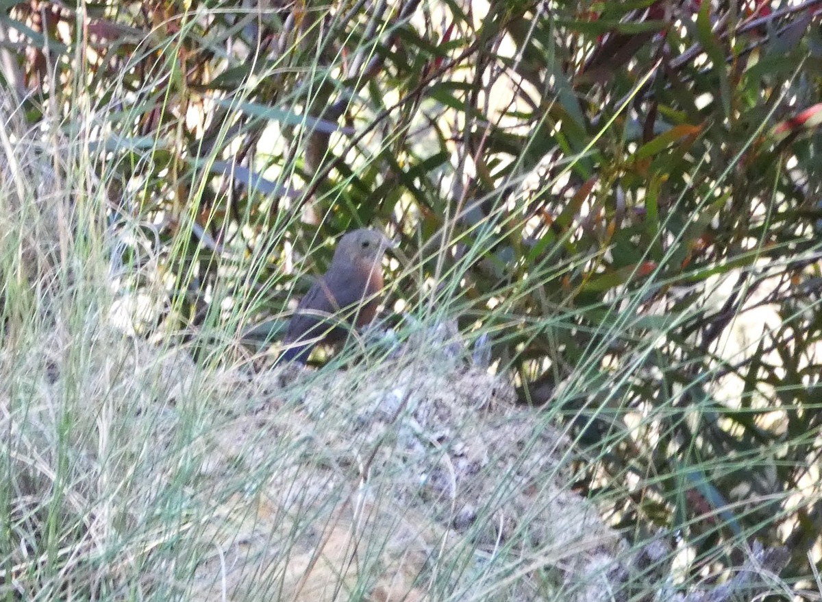 Rockwarbler - ML644359702