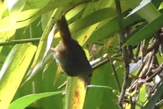 rustpannetimal - ML644359706