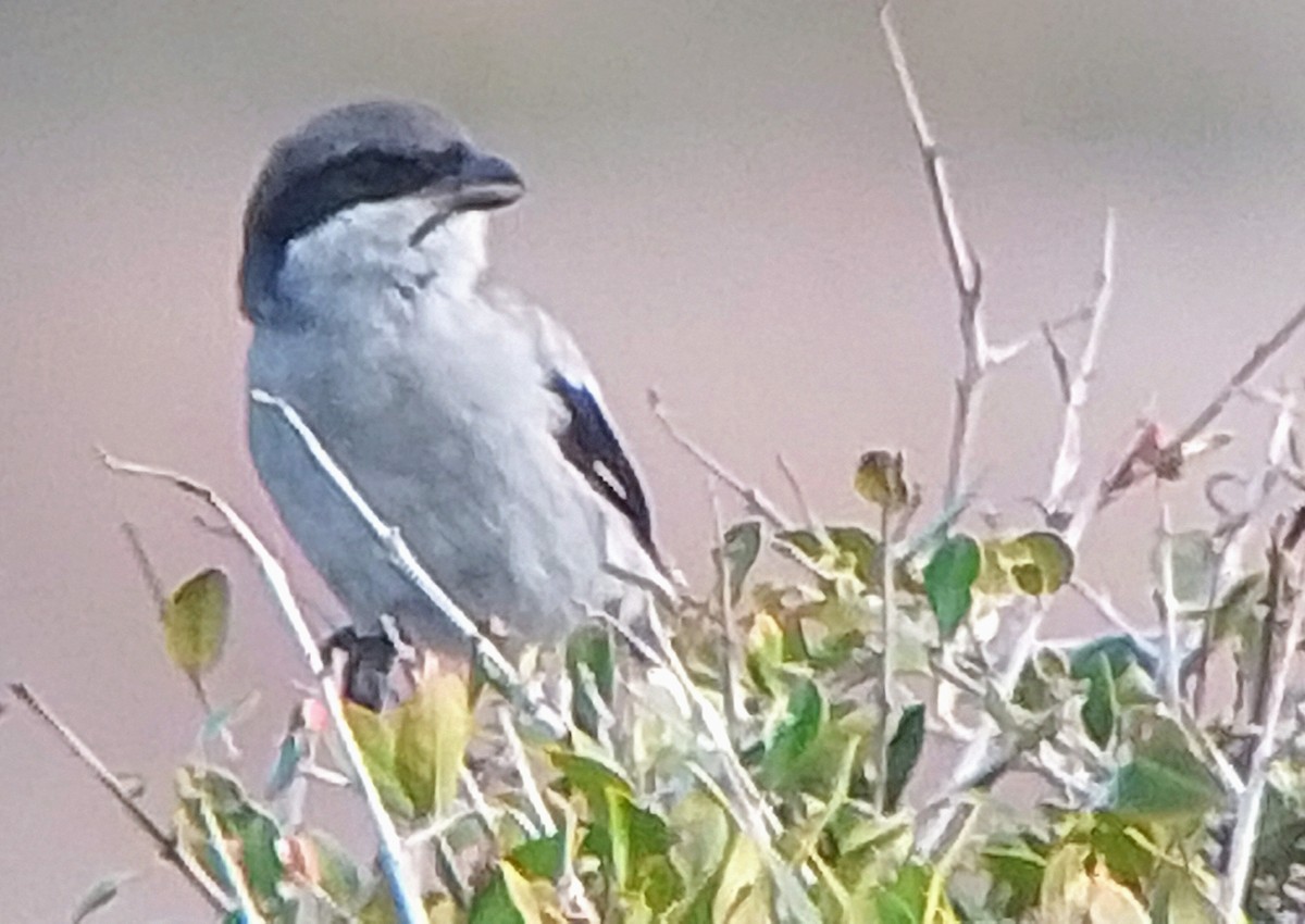 Great Gray Shrike (Sahara) - ML644359711