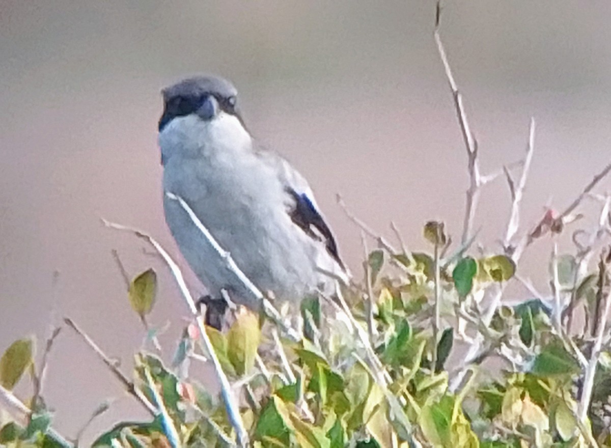 Great Gray Shrike (Sahara) - ML644359712