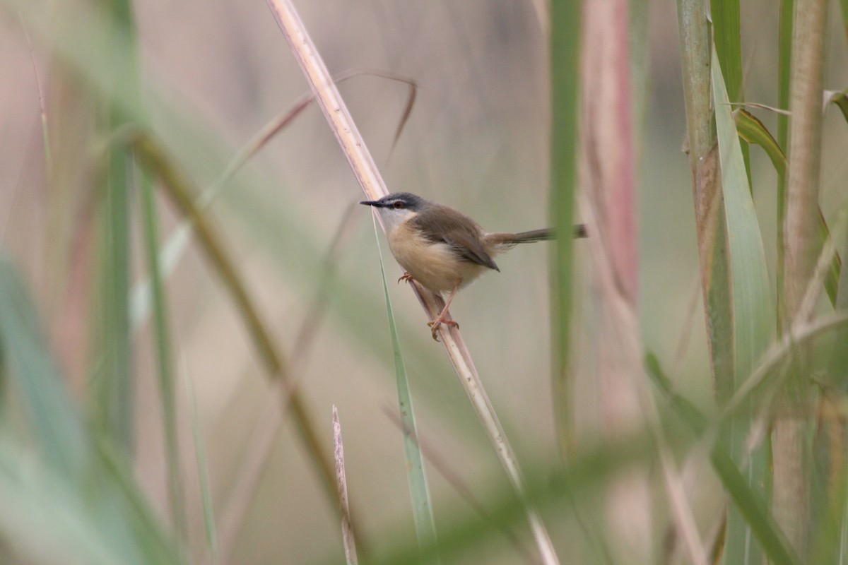 Prinia Cenicienta - ML644359715