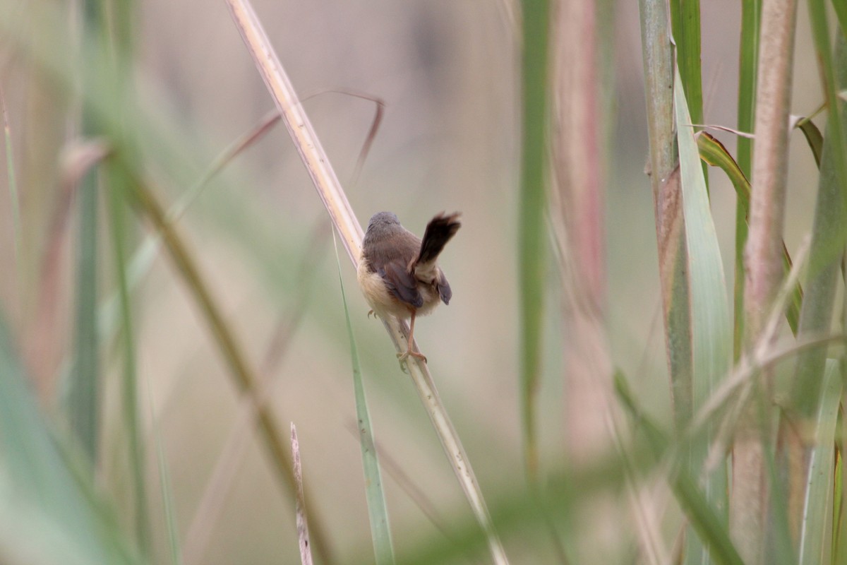 Prinia Cenicienta - ML644359716