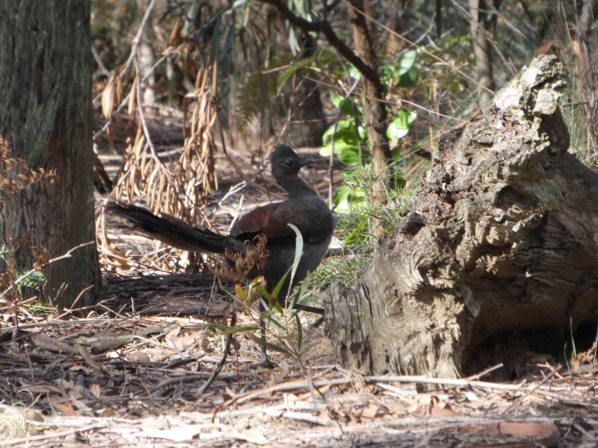 lyrochvost nádherný - ML644359729