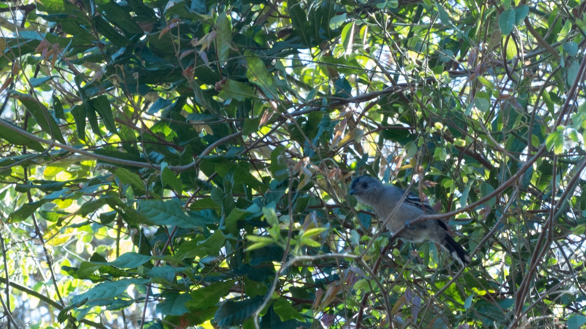 Variable Antshrike - ML644359743