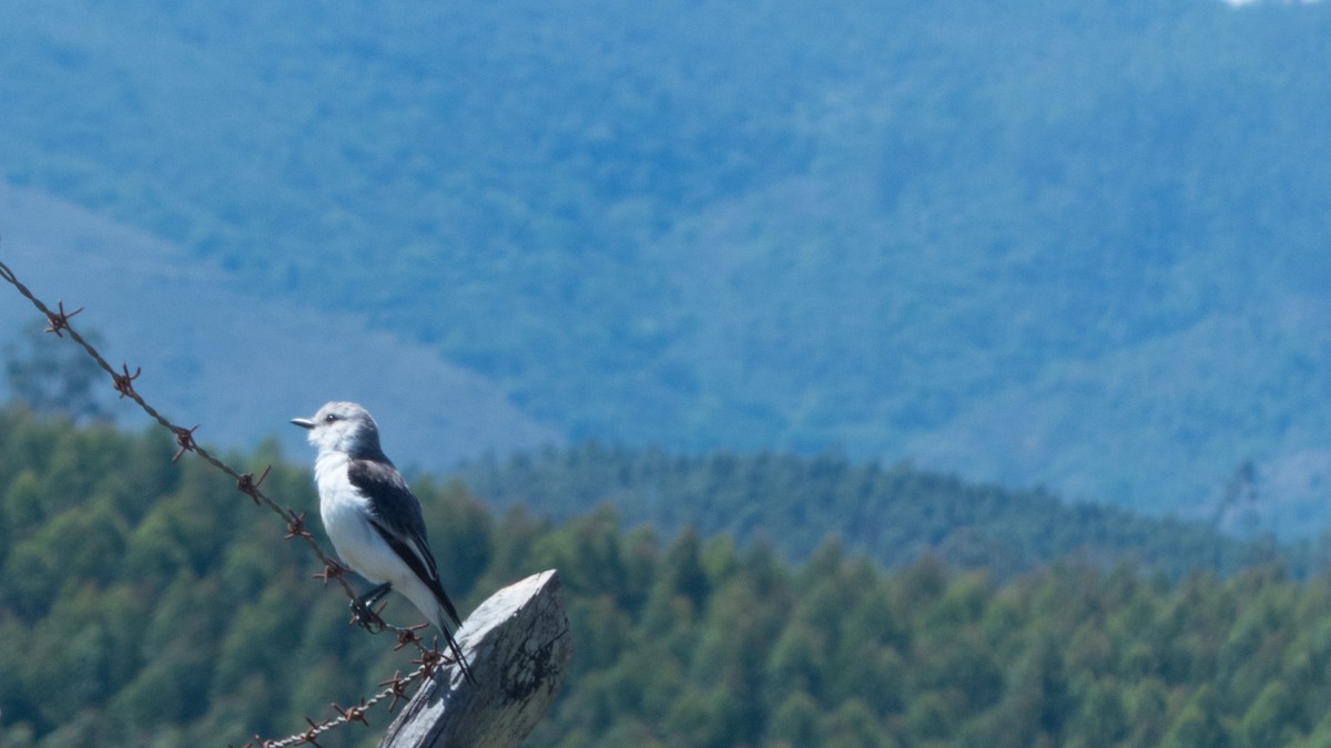 White-rumped Monjita - ML644359753