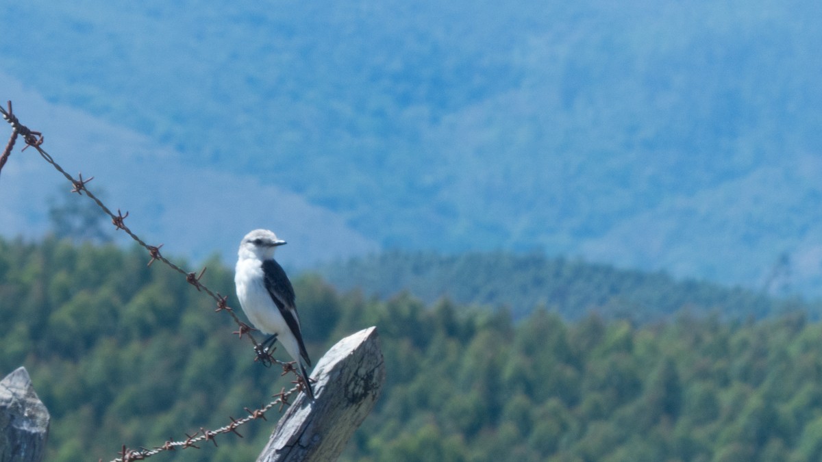 White-rumped Monjita - ML644359755