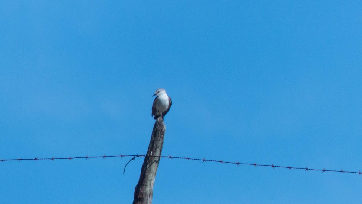White-rumped Monjita - ML644359756