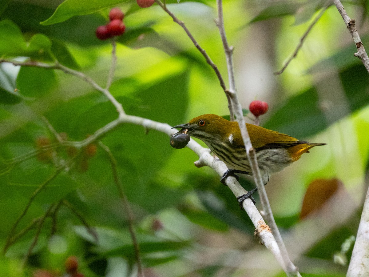 květozob prostý - ML644359762