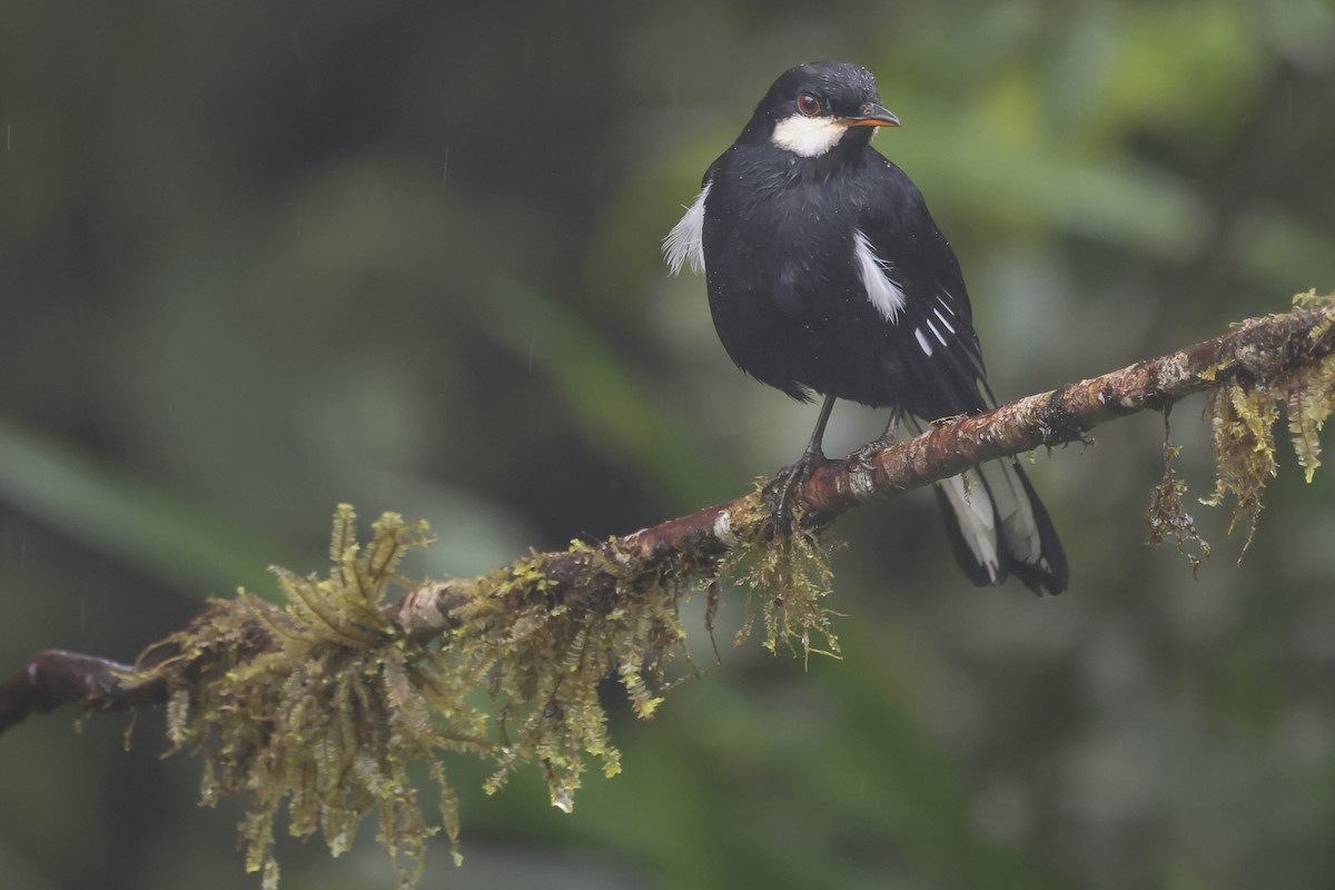 Black Solitaire - ML644359767
