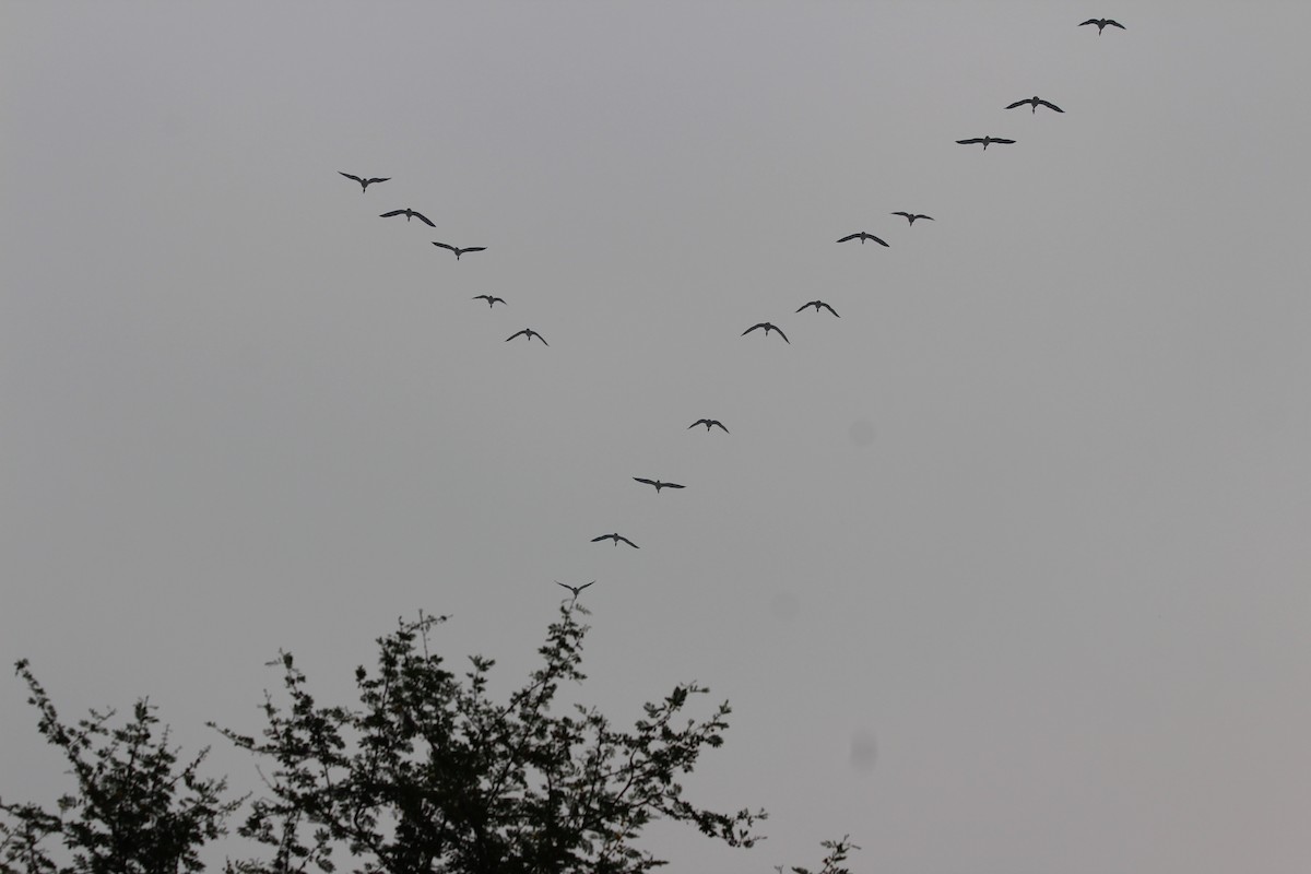 Серый гусь - ML644359802