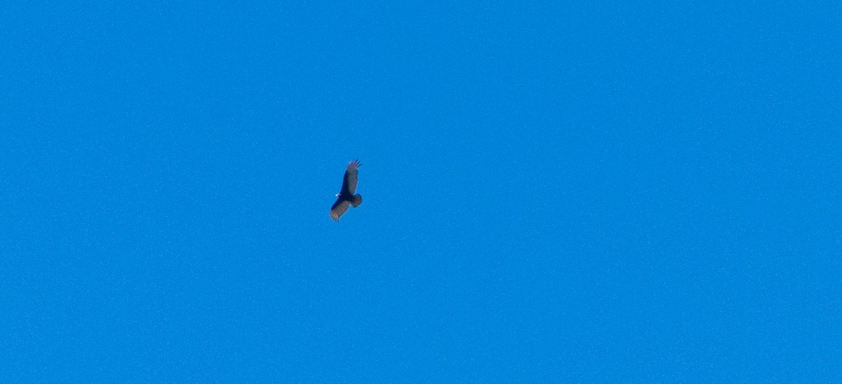 Turkey Vulture - ML644359828