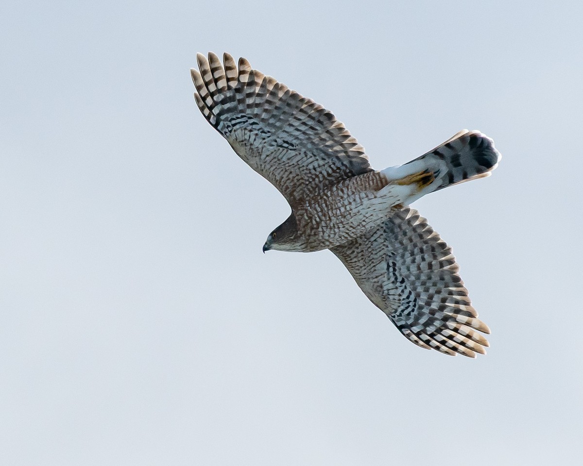 Cooper's Hawk - ML644359829