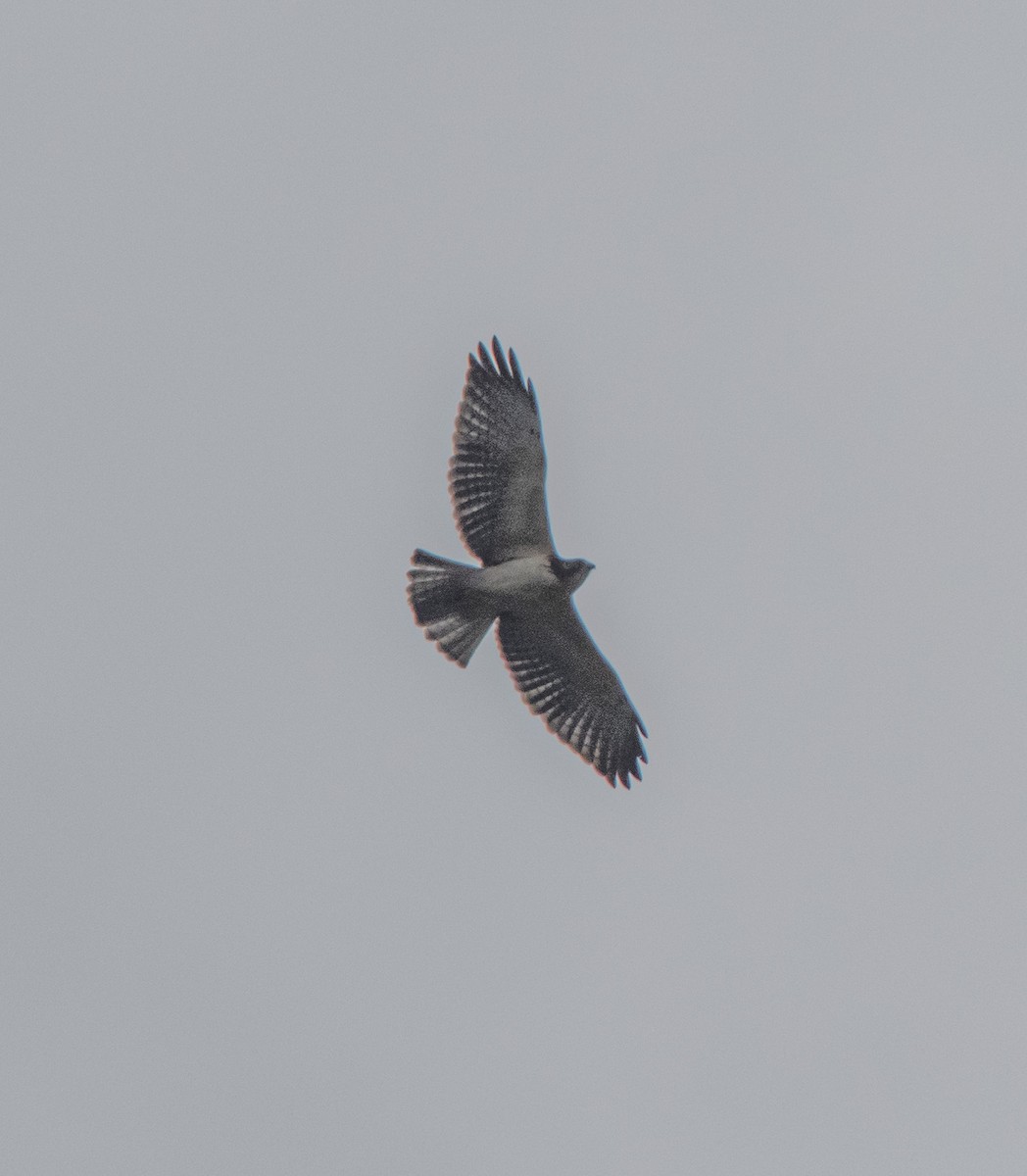 Short-tailed Hawk - ML644359834