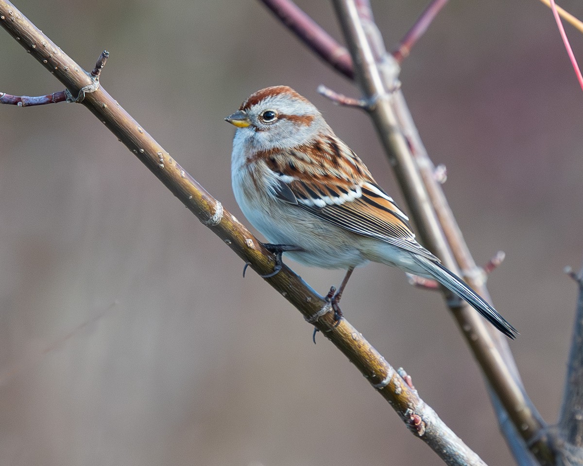 Пасовник північний - ML644359835