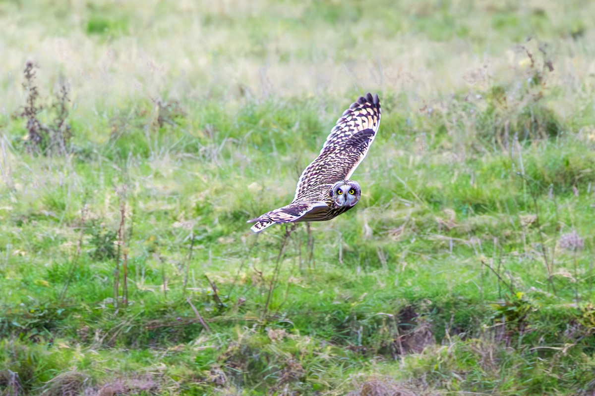 Zingira-hontza - ML644359836