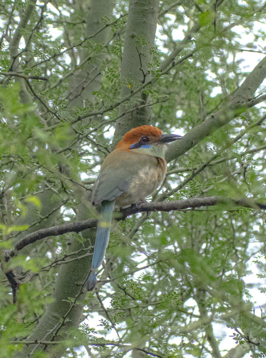 Russet-crowned Motmot - ML644359839