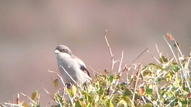 Great Gray Shrike (Sahara) - ML644359862
