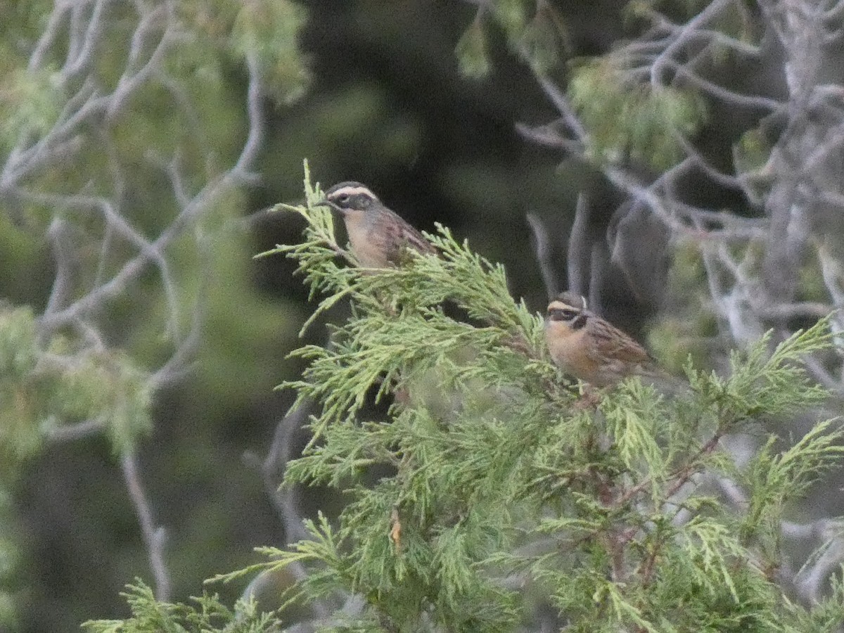 ノドグロイワヒバリ - ML644359866