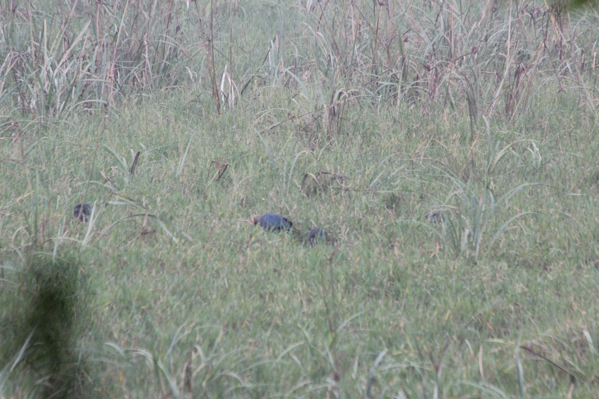 灰頭紫水雞 - ML644359868