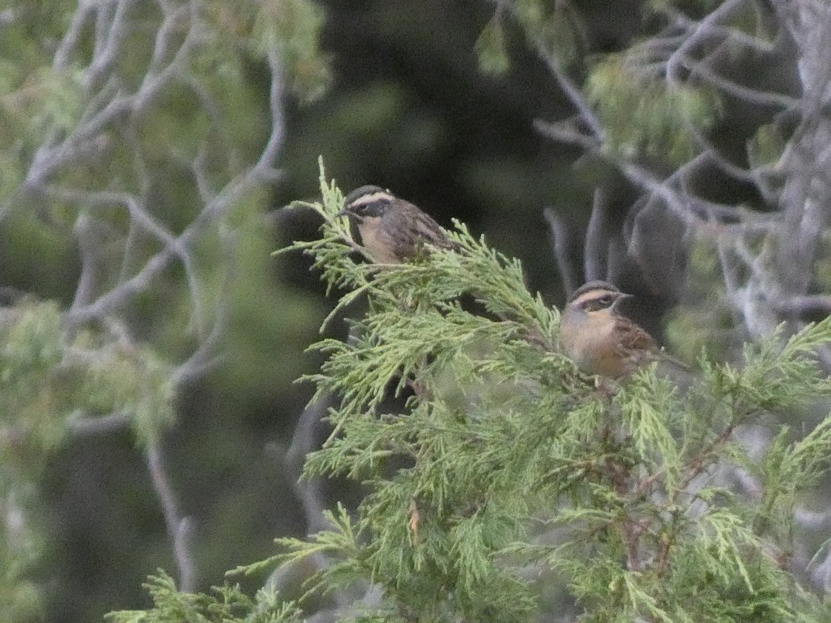 ノドグロイワヒバリ - ML644359869