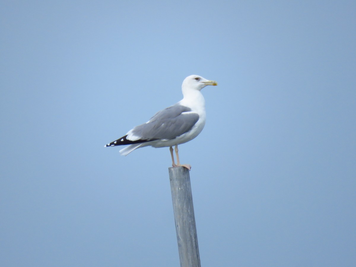 Kaio kaspiarra - ML644359880