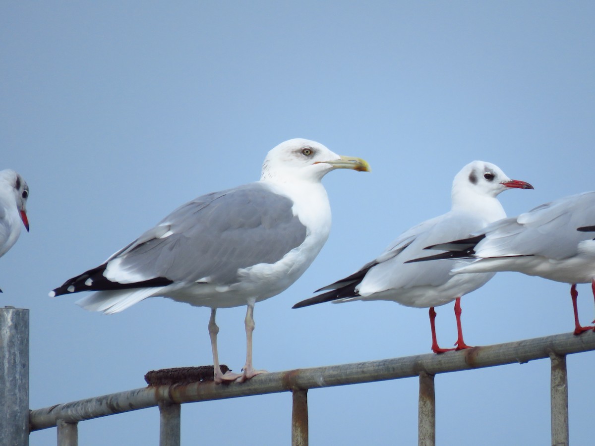 Kaio kaspiarra - ML644359881