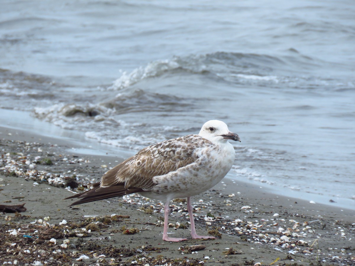 Kaio kaspiarra - ML644359882